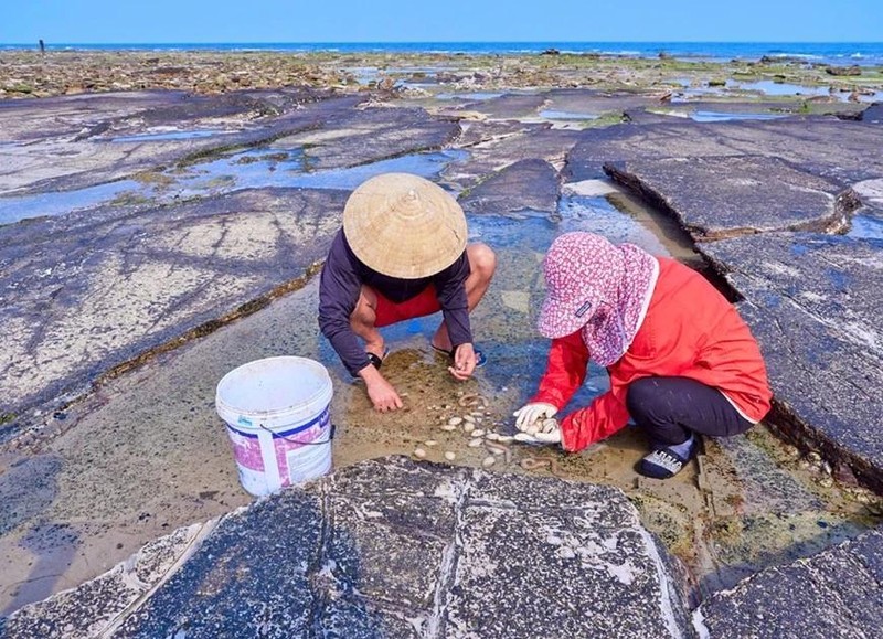 Exploitation de fruits de mer sur l’île de Bach Long Vi. Photo Qdnd.vn 