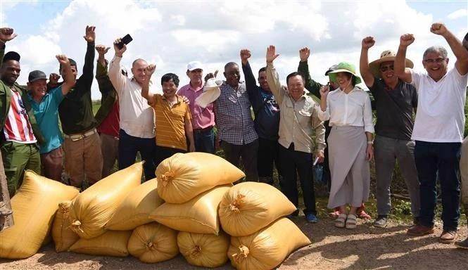 Des représentants de la société AgriVMA, des ingénieurs vietnamiens et cubains, des agriculteurs et fonctionnaires cubains se sont réjouis de la productivité élevée des rizières. Photo : VNA. 