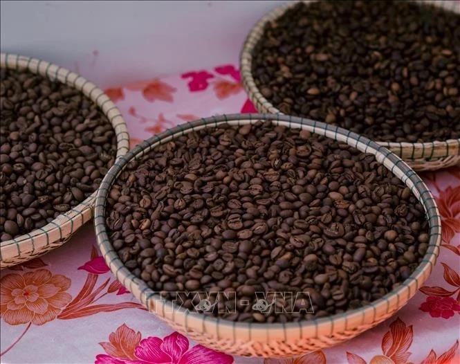 Portée par des prix toujours élevés et une forte demande à l'export, l'industrie du café vietnamienne entre dans une véritable phase "dorée". Photo : VNA. 