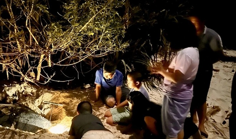 Des visiteurs observent des tortues marines pondre leurs œufs au Parc national de Côn Dao. Photo : VOV.