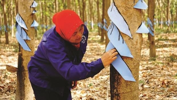  Une plantation de caoutchouc du groupe vietnamien VRG au Cambodge. Photo : VNA.