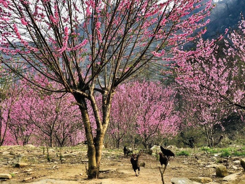 Bat Xat est doté d’un paysage majestueux et sauvage. Photo: Laocaitourism.vn