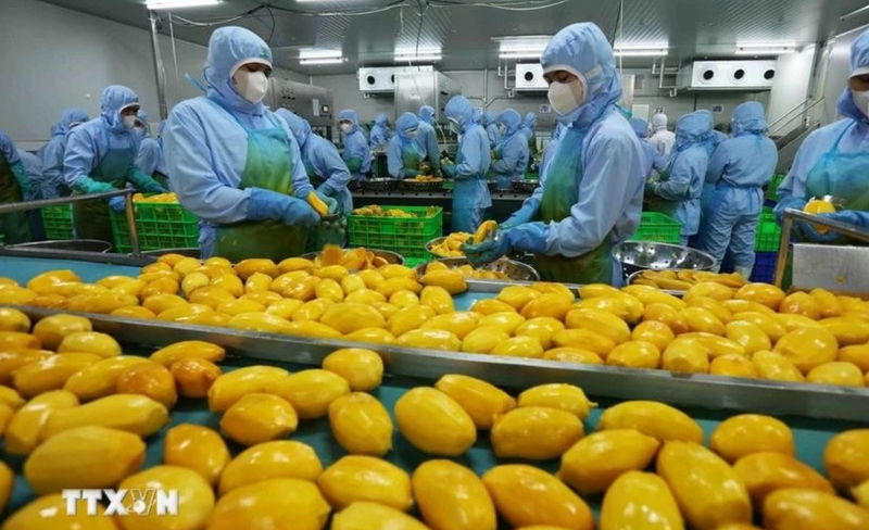 Le Vietnam vise 8 milliards de dollars de valeur d'exportation de fruits et légumes en 2025. Photo: VNA