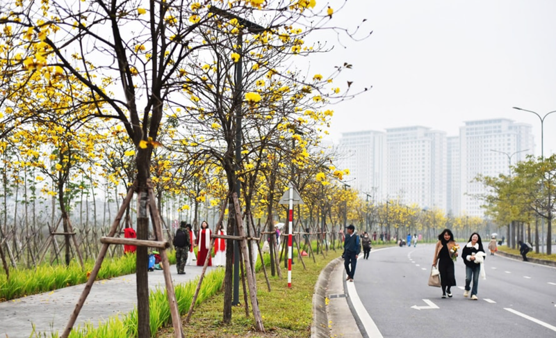 La route des campanules à feuilles rondes dans le quartier urbain de Park City. Photo : hanoimoi