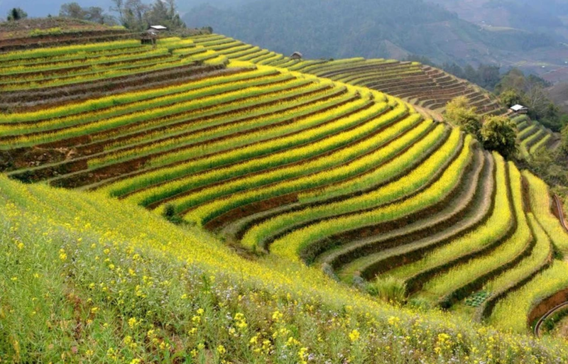 Un champ en terrasses dans la province montagneuse de Yên Bai. Photo : VNA.