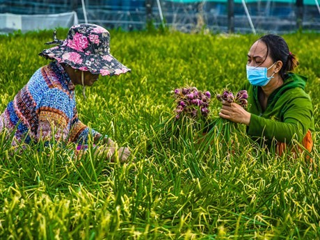 Récolte d’oignons rouges dans le district de Vinh Châu, province de Soc Trang. Photo : doanhnghieptiepthi.vn