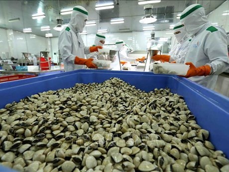 Les palourdes sont l'un des principaux produits aquatiques du Vietnam. Photo : VNA.