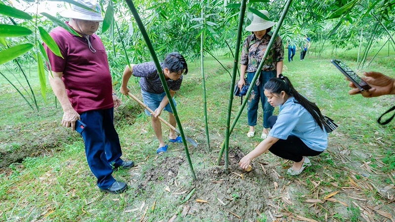 Modèle de culture de bambou pour de pousses de bambou selon des procédés de production propres dans le district de Tân Yên, province de Bac Giang (au Nord du Vietnam). Photo: nhandan.vn 