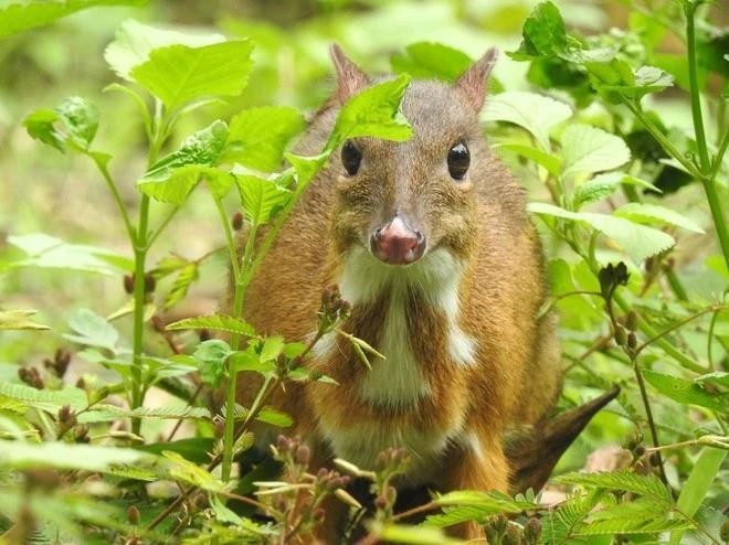 Conservation des espèces sauvages : un plan ambitieux approuvé