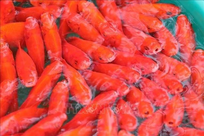 Les carpes rouges qui servent à Táo Quân de véhicule pour monter au ciel. Photo : VNA. 