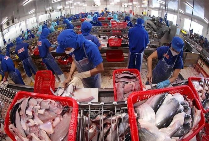 La transformation du pangasius pour l'exportation dans l'usine du Groupe Sao Mai, province d'An Giang (au Sud du Vietnam). Photo : VNA.