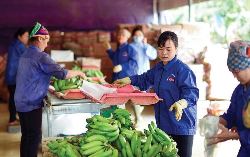 L’an dernier, le secteur agricole vietnamien a enregistré près de 63 milliards de dollars d’exportations. Photo : Baodautu.vn