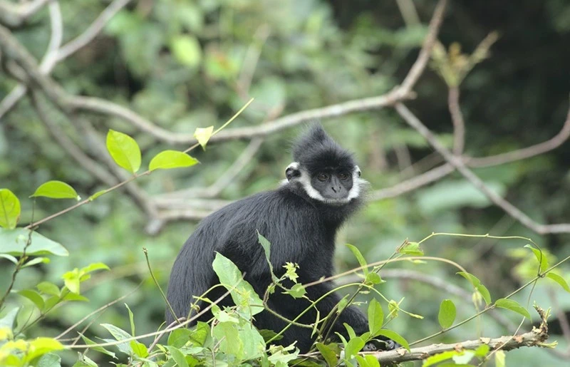 Un langur de Ha Tinh (Trachypithecus hatinhensis). Photo : baoquangbinh.vn