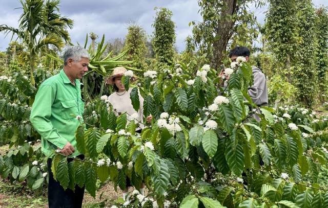 La culture du café, un métier a créé l'identité culturelle des habitants de Dak Lak au fil des générations. Photo : VOV.