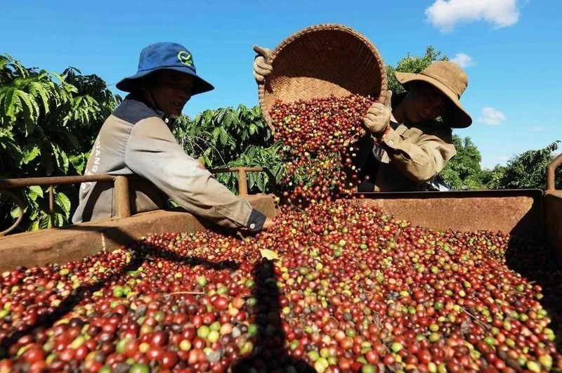 Récolte du café dans la ville de Buon Ma Thuot, Dak Lak. Photo : VNA