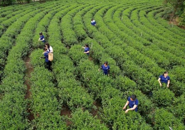 Le Vietnam possède plusieurs régions productrices de thé renommées. Photo : VOV.