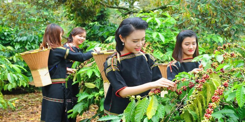 Récolte et transformation du café à Dak Lak. Photo : VNA.