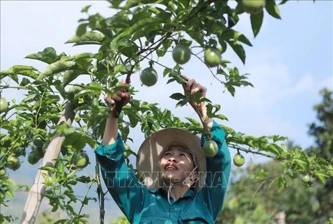 Une femme de la commune de Ho Thau (district de Tam Duong, province de Lai Chau) prend soin d'arbres fruitiers. Photo : VNA.