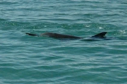 Un banc de plusieurs dizaines de dauphins près de la zone de Hon Dung, à environ 10 km de la côte de Nha Trang. Photo: lifestyle.znews.vn