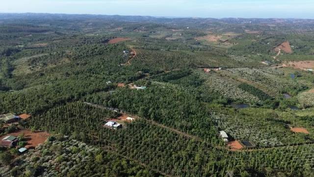 La province compte actuellement 142 059 hectares de caféiers. Photo : congthong.vn