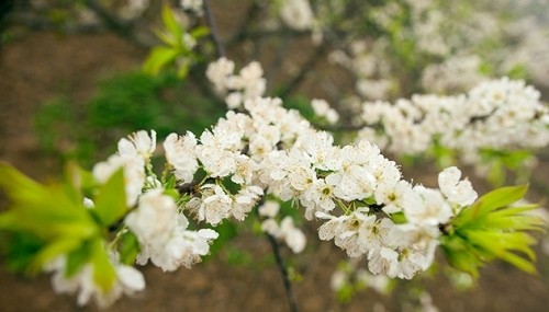 Môc Châu est magnifique avec les grappes de fleurs de pruniers d’un blanc pur. Photo: NDEL.