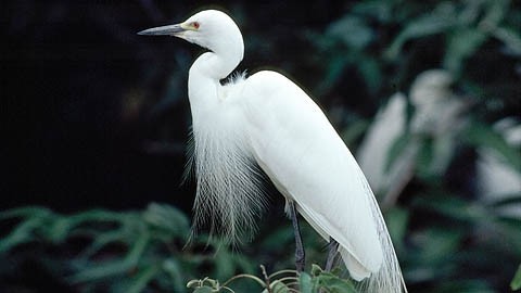 Un héron mâle dans un sanctuaire pour oiseaux en Inde. Photo: ONU.