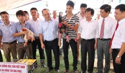 Des éleveurs de la race de poulet Dông Tao à Hung Yên. Photo: NDEL.