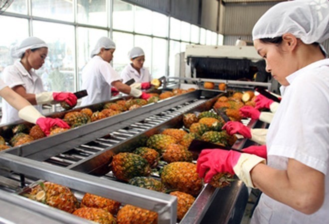 Transformation des ananas pour l’exportation: Photo: NDEL.