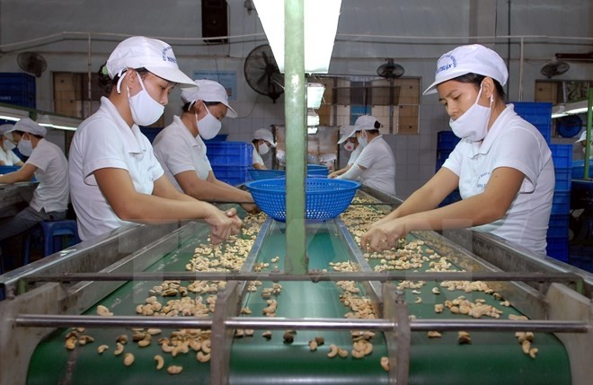 Transformation des noix de cajou destinés à exporter. Photo: VNA.