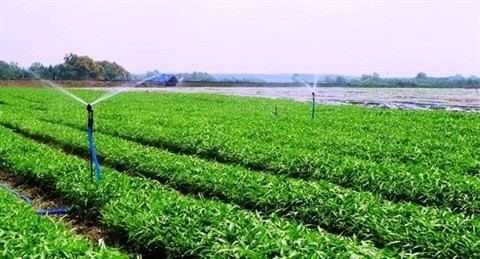 Les légumes bio de VinEco sont cultivés avec des  technologies japonaises. Photo: VNA.