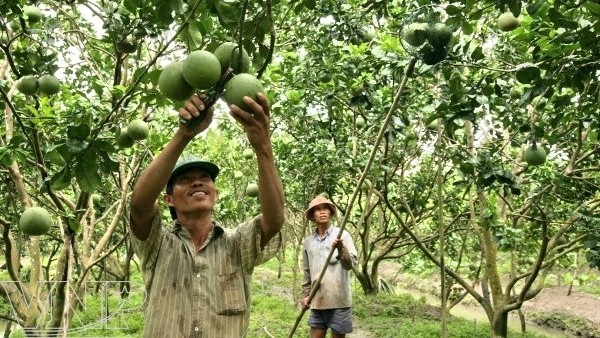 Un verger de pamplemousse à peau verte, dans le Sud du Vietnam. Photo: VNP.