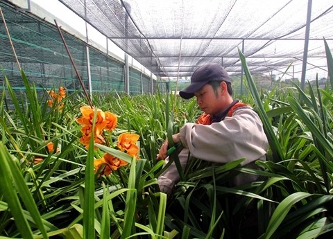 Lâm Dông encourage les investissements dans l'agriculture high-tech. Photo: VNA.