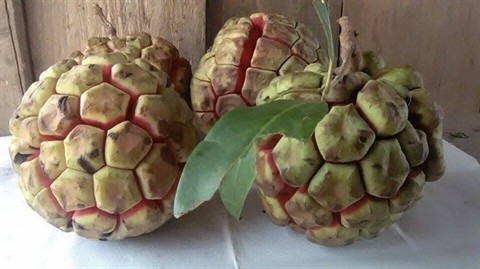 Un fruit de Kadsura coccinea pèse de 2,5 à 5 kilos. Il est utilisé pour la production de médicaments. Photo: CVN.