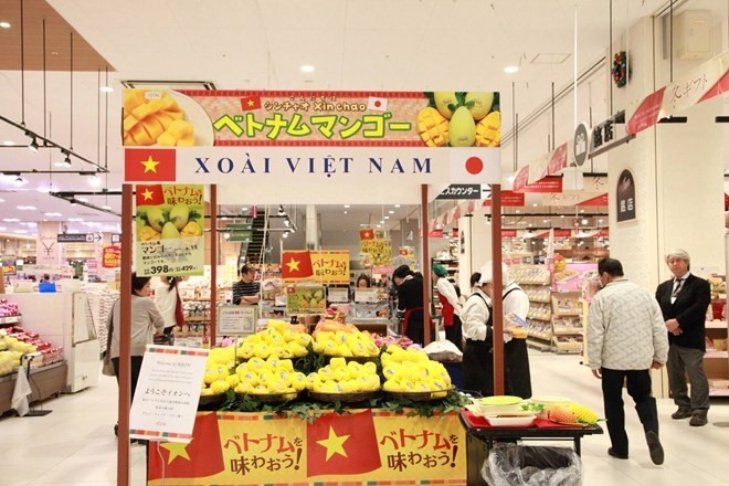 Les mangues Cat Chu sont vendues depuis le 7 novembre au Japon. Photo: VNA.