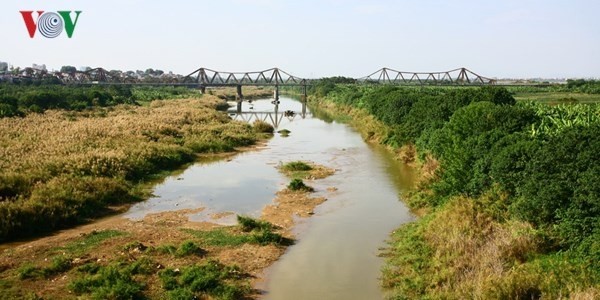 Le pont Long Biên en pleine floraison de saccharum. Photo: VOV.