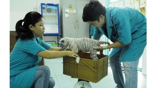 Vétérinaires du zoo de Thao Câm Viên pesant le tigron blanc abandonné par sa mère. Photo: VNA.