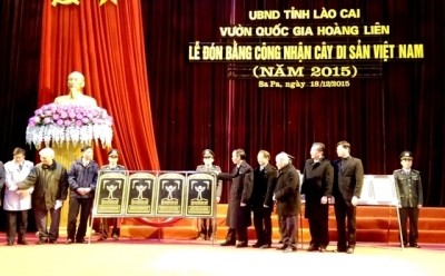 Cérémonie d’accueil du certificat de reconnaissance de quatre arbres patrimoniaux du Vietnam.
