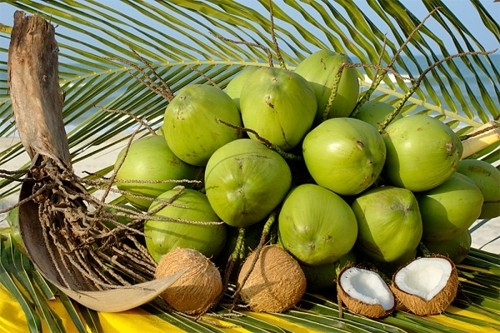 En 2015, Bên Tre a exporté pour plus de 16,2 millions de noix de coco. Photo: CPV.
