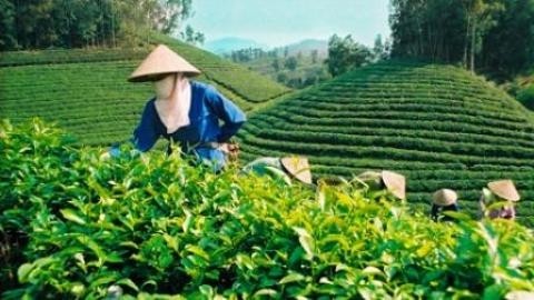 Entre janvier et avril, 33.000 tonnes de thé vietnamien ont été expédiées vers le Pakistan.