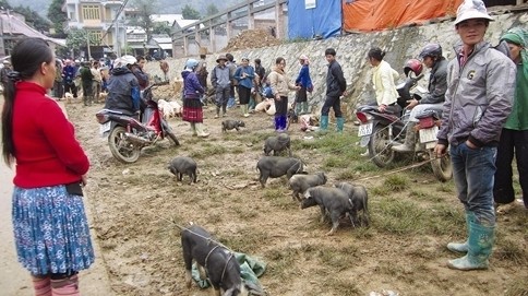 Les cochons nains vendus dans un marché montagneux à Lào Cai. Photo: CVN.