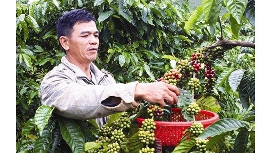 Des programmes de transmission de techniques et de formation des agriculteurs dans la production de café ont été organisés de manière effective. Photo: VNA.