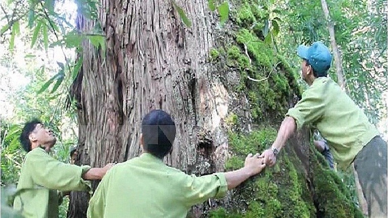 L’ensemble de bois de Siam à Tây Giang est tout protégé de manière stricte. Photo: VNA.