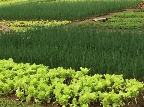 Quelque 15 ha du village de Trà Quê sont consacrés à la culture de légumes et d’herbes aromatiques. Photo: CVN