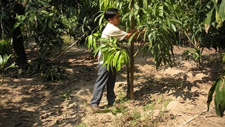 Fermier exemplaire, Dinh Công Tâm. Photo: VOV.