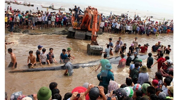 La baleine a été retournée à la mer en toute sécurité. Photo: VNA.