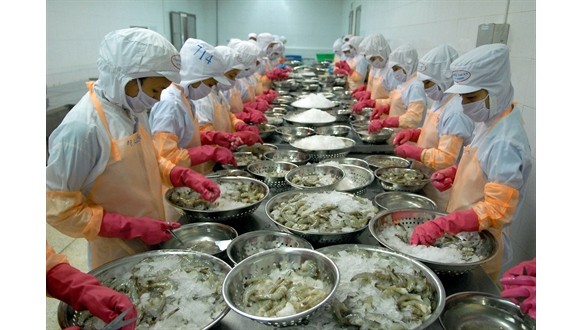 Traitement de crevettes pour l'exportation. Photo: VNA.