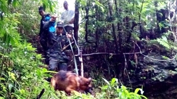 Des secouristes utilisent des chiens pour rechercher le touriste britannique porté disparu dans le Parc national de Hoàng Liên. Photo: Quôc Hông/NDEL.
