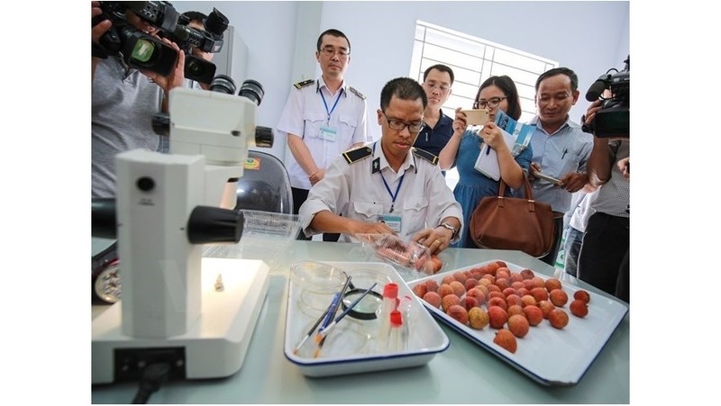 Le premier lot de 2 tonnes de litchi de la SARL Rông Do ​a été traité au Centre d’irradiation de Hanoi. Photo: VNA.