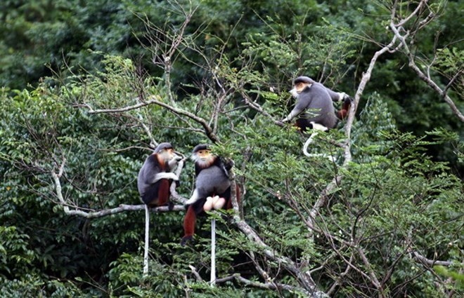 Des doucs à pattes brunes dans la réserve naturelle de Son Trà, ville de Dà Nang. Photo: tuoitre - VNA.