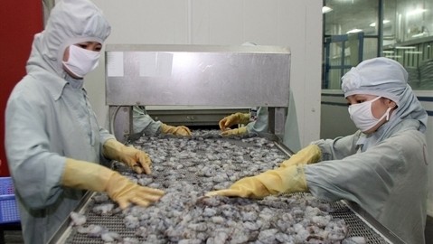 Traitement des crevettes pour l'exportation. Photo: VNA.